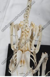 Photo Textures of Hen Skeleton